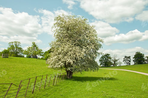 Preview: May Blossoms On The Blackthorn Tree.