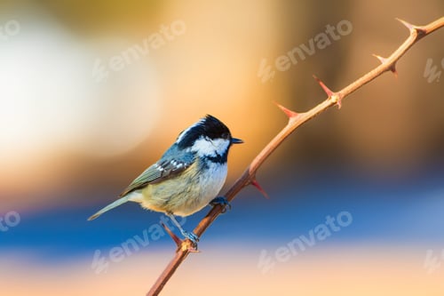 Preview: Cute Little Bird. Clean Background. Yellow Blue Nature Background.