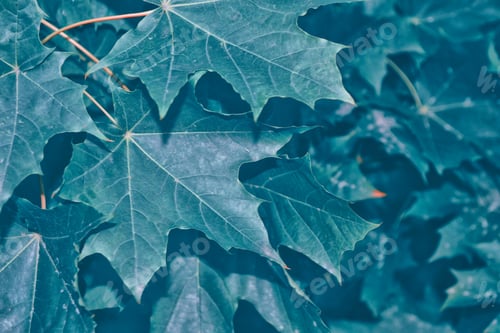 Preview: Autumn Landscape With Bright Colorful Leaves. Indian Summer.