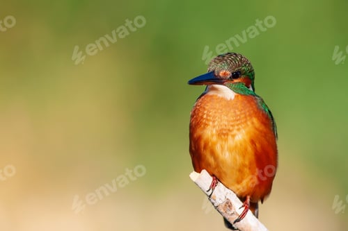 Preview: Cute Colorful Bird. Kingfisher. Green Nature Background.