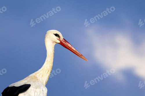 Preview: Cute Stork. Isolated Bird. Blue Sky Background. Bird: White Stork. Ciconia Ciconia.
