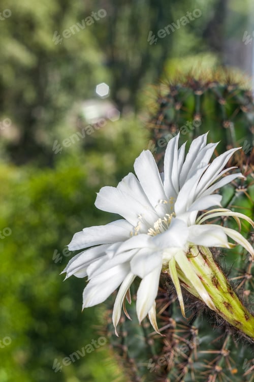 Preview: White Cactus Flower Blooming in Natural Light