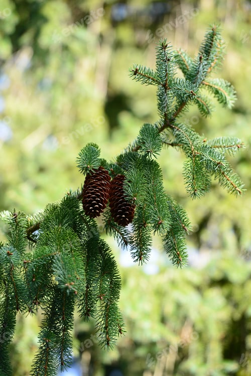 Preview: Pine Tree Branch With Cones In Botanical Garden