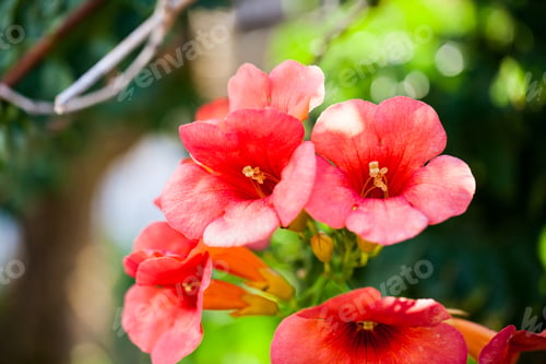 Preview: Campsis Radicans - Plant With Flowers