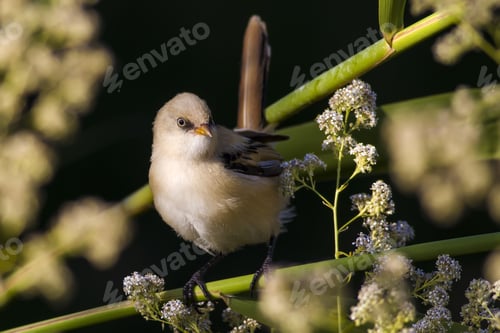 Preview: Lovely Bird. Cute Little Bird; Bearded Reedling. Dark Green Nature Background. Birds: Panurus