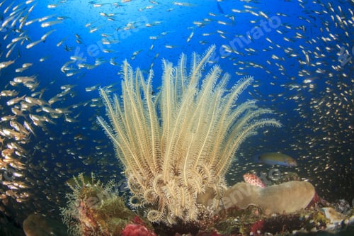 Preview: Underwater Coral Reef With Tropical Fish In Ocean