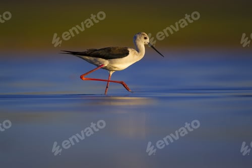 Preview: Water Bird. Colorful Nature Background. Bird: Black Winged Stilt. Himantopus Himantopus.