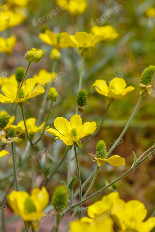 Preview: Bright Yellow Flowers Buttercup, Crowfoot (Ranunculus Illyricus) In Garden. Unique Wild Plants In