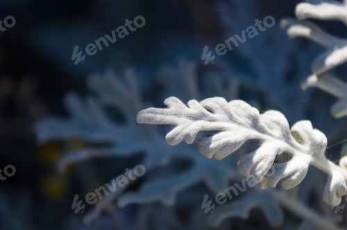 Preview: Silver Dust Cineraria Maritima In The Garden, Close Up.