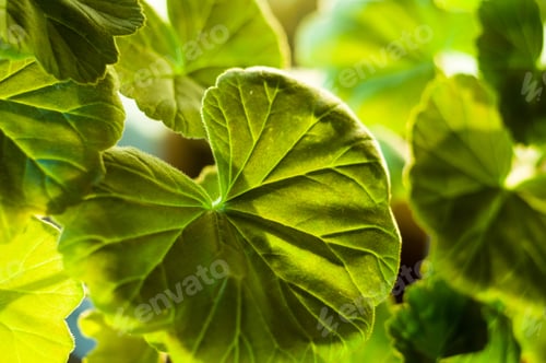 Preview: Green Pelargonium Geranium Leaves, Close Up, Macro