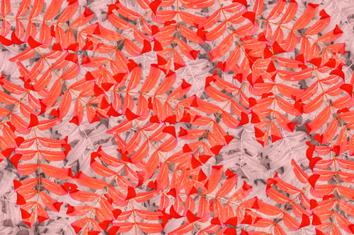 Preview: Bright Colorful Autumn Leaves. Natural Background. Indian Summer.