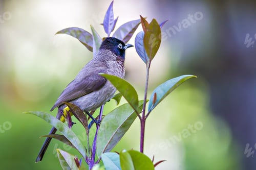 Preview: Cute Little Bird Bulbul. Green Nature Background. Bird: White Spectacled Bulbul. Pycnonotus