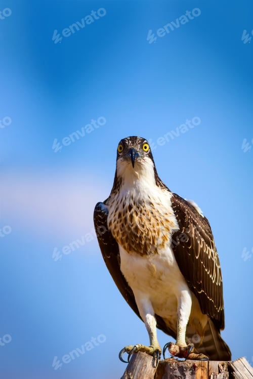 Preview: Osprey. Blue Sky Background. Western Osprey / Pandion Haliaetus