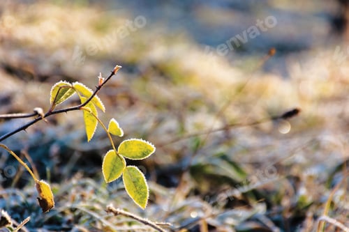 Preview: Plants And Grass In Hoarfrost. Glittering In Sunlight Scenery. Sunny Morning In Countryside