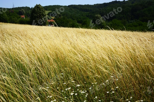 Preview: Meadow High Yellow Grass