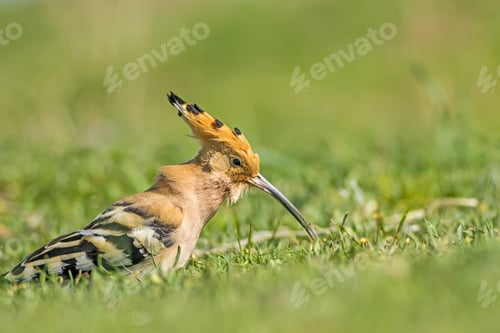 Preview: Hoopoe Is Feeding. Cute Bird. Green Nature Background. Bird: Eurasian Hoopoe. Upupa Epops. Ankara