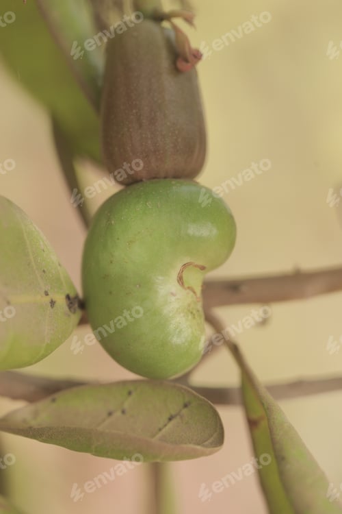 Preview: Nature Detail - Vertical Macro Photography Of A Single Cashew Nut In Green Shell, With A Green