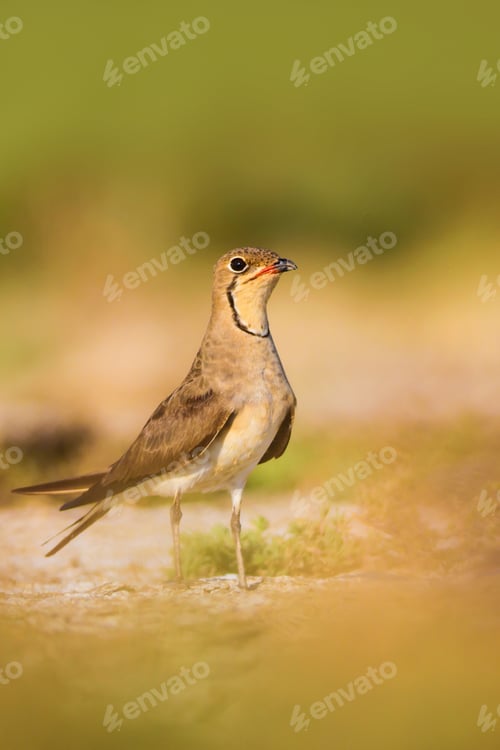 Preview: Cute Bird Pratincole. Green Yellow Nature Background. Collared Pratincole / Glareola Pratincola