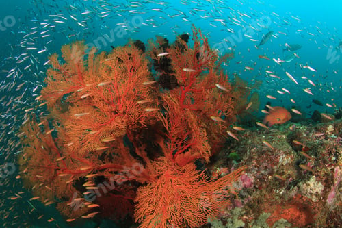 Preview: Coral Reef With Fish Underwater In Andaman Sea, Thailand
