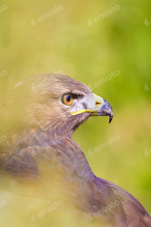 Preview: Bird Of Prey. Buzzard Portrait. Green Nature Background. Bird: Long Legged Buzzard. Buteo Rufinus.