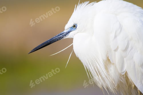 Preview: Beautiful White Heron. Colorful Nature Background. Heron: Little Egret. Egretta Garzetta.