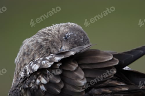 Preview: Great Skua (Stercorarius Skua) Norway. Skua In The Nature Habitat.