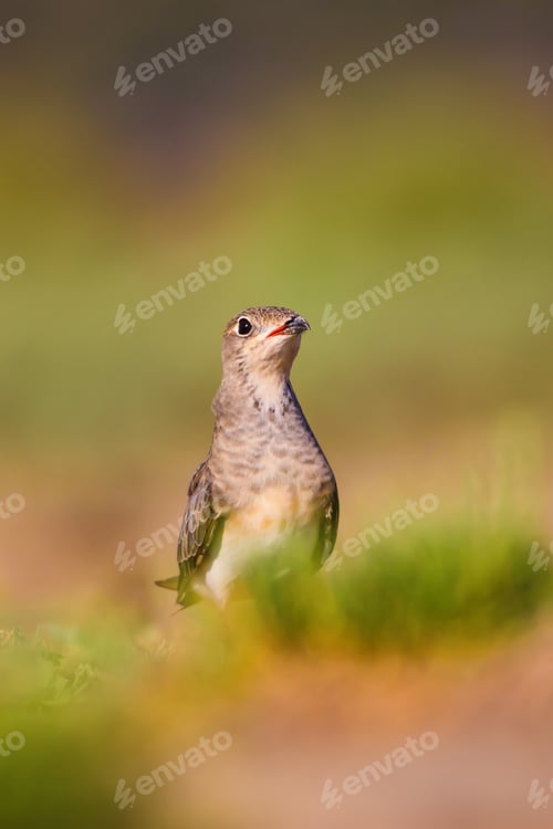 Preview: Cute Bird Collared Pratincole. Warm Colors Nature Background. Collared Pratincole / Glareola