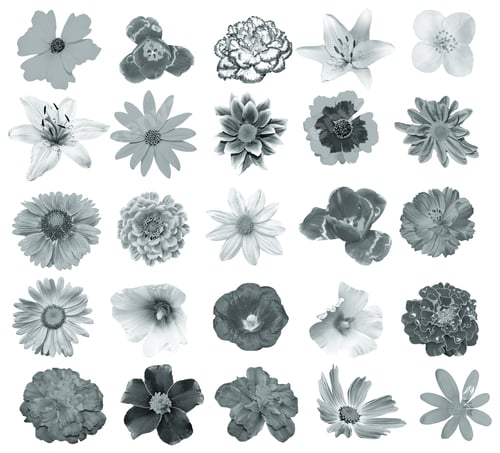 Preview: Colorful Bright Flowers Isolated On White Background