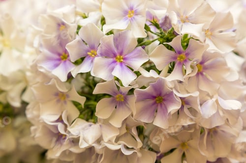 Preview: The Flowers Of Phlox Paniculata Different Varieties Close Up. Flower Background.