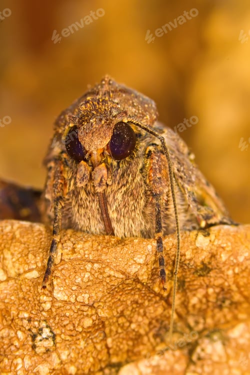 Preview: Amazing Insect Moth Yellow Nature Background.