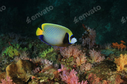Preview: Emperor Angelfish