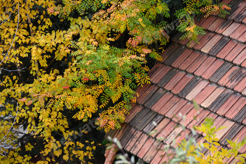 Preview: Beautiful Autumn Trees