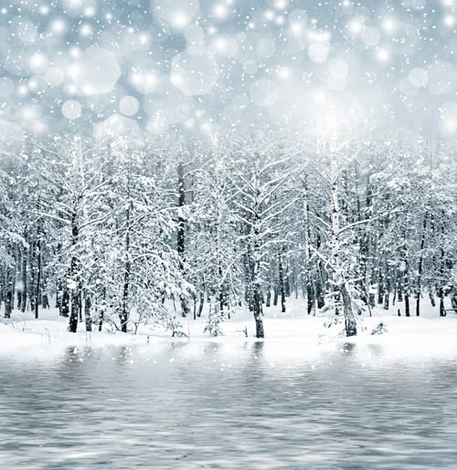 Preview: Winter Forest