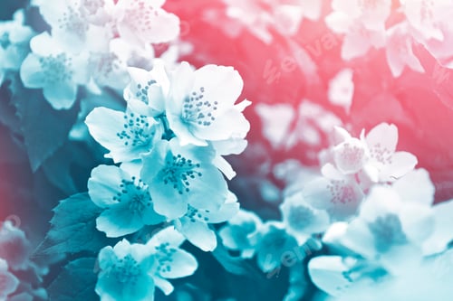 Preview: White Jasmine. The Branch Delicate Spring Flowers