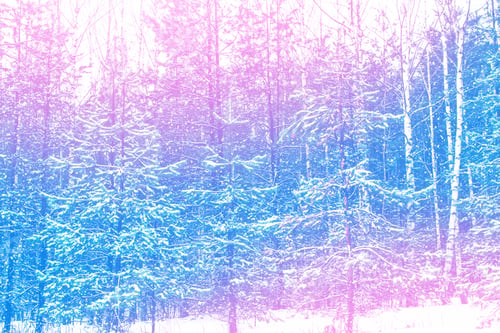 Preview: Frozen Winter Forest With Snow Covered Trees.