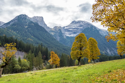 Preview: Old Maple Trees At The Greater Ahornboden Area In Austria In Autumn