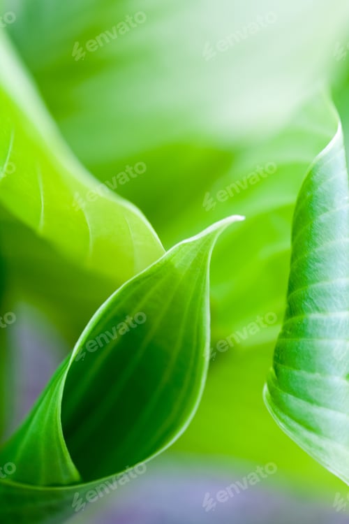 Preview: Green, Abstract Composition With Leaf Texture And Soft Focus