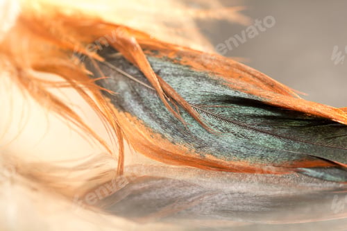 Preview: Colorful Rooster Feather With Details And Reflexions