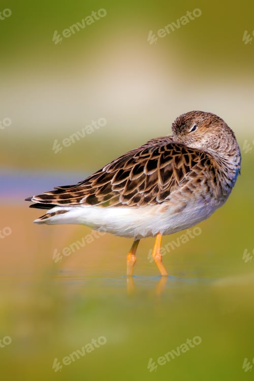 Preview: Cute Water Bird. Colorful Nature Background. Common Water Bird. Asia, Europe, Africa And America