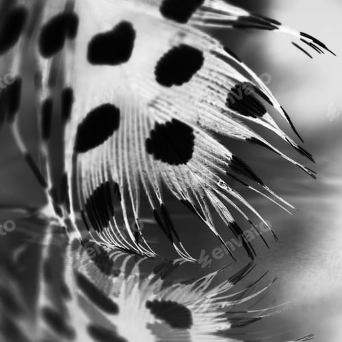 Preview: Guinea Hen Feather With Light Grey Background