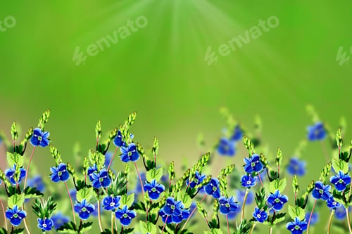 Preview: Floral Background