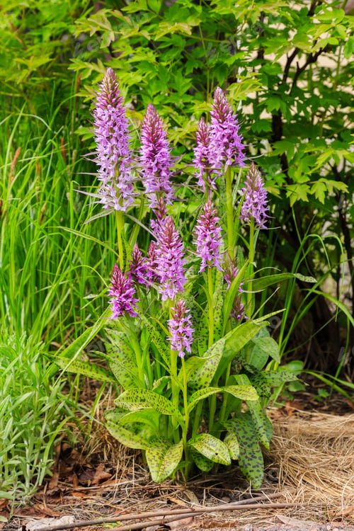 Preview: Spotted Orchid Or Spotted Orchid (Lat. Dactylorhíza Maculata) - A Kind Of Herbaceous Plants Of The