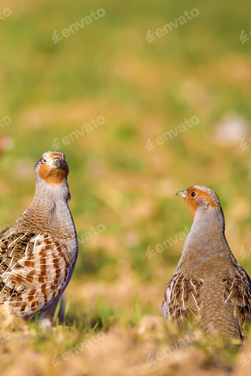 Preview: Partridges. Colorful Nature Background. Grey Partridge. Perdix Perdix.