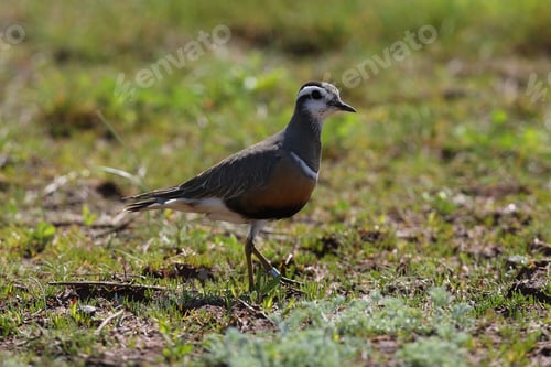 Preview: Eurasian Dotterel (Charadrius Morinellus) Helgoland, Germany