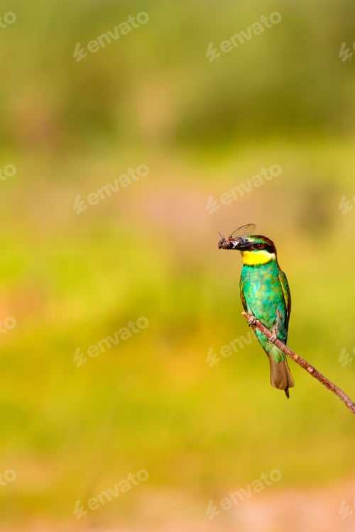 Preview: Colorful Bird. Nature Background. European Bee Eater. Merops Apiaster.