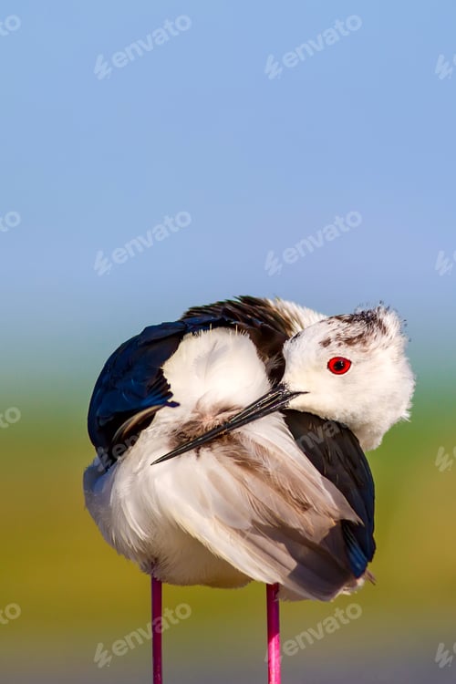 Preview: Common Water Bird. Black Winged Stilt. Himantopus Himantopus. Green Blue Nature Background.