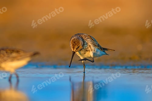 Preview: Water Bird. Colorful Nature Background.