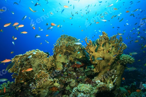 Preview: Fish And Coral