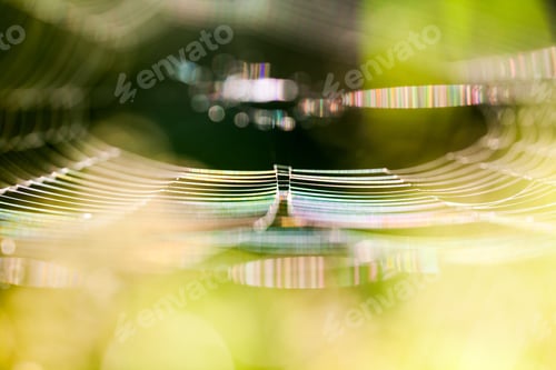 Preview: Abstract Composition With Spider Web Details And Natural Colors