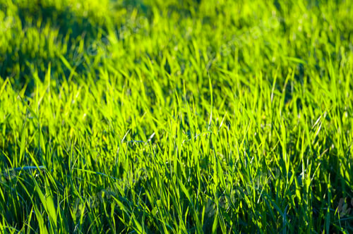 Preview: Spring Or Summer Natural Abstract Background With Grass In The Garden